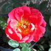 BR5-04 rose photo