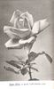 Dean Hole rose photo