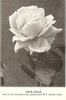 Dean Hole rose photo
