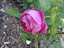 Elizabeth of Goshen rose photo