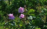 Mistress Quickly rose photo