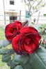Exploit ® rose photo