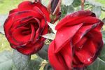 Exploit ® rose photo