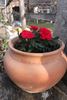 Amore Kordana rose photo