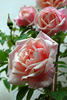 Courier rose photo