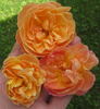 Q15-01 rose photo