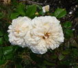 Snowbird, Cl. rose photo