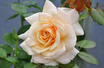Pure Gold ™ rose photo