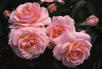 Queen Margrethe ™ rose photo