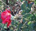 Charles Gregory rose photo