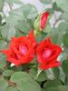 Bonfire ™ rose photo
