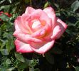 Child's Play™ rose photo