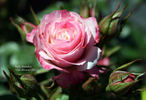 Baby Paradise ™ rose photo