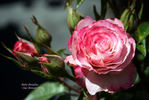 Baby Paradise ™ rose photo