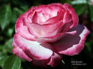 Baby Paradise ™ rose photo