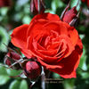 Autumn Sunblaze rose photo
