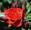 Autumn Sunblaze rose photo