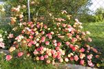 Rainbow's End, Cl. rose photo