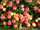 Rainbow's End, Cl. rose photo