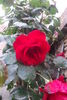 Grimpant Exploit rose photo