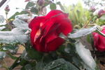 Grimpant Exploit rose photo