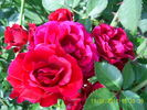 KORmun rose photo