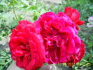 KORmun rose photo