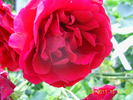 KORmun rose photo