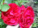 KORmun rose photo