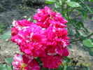 Twist ™ rose photo