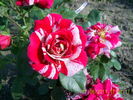 Twist ™ rose photo