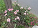 Angelica Renae ™ rose photo