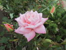 Angelica Renae ™ rose photo