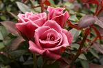 Diamond Anniversary ™ rose photo