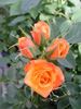 Happy Thoughts ™ rose photo