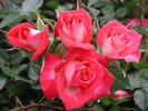 Hilde ™ rose photo