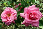 Ballet ® rose photo