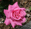 Ballet ® rose photo
