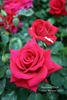 National Trust rose photo