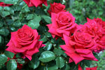 National Trust rose photo