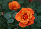 Denver's Dream™ rose photo