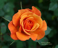 Denver's Dream™ rose photo