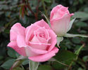 Jennifer rose photo