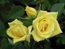 Luis Desamero rose photo