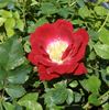 Merlot rose photo