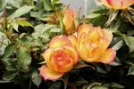 No Worries rose photo