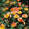 No Worries rose photo
