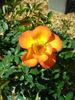 Playgold ™ rose photo