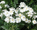 Popcorn rose photo
