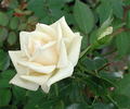 White Chocolate rose photo